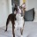 Boston Terrier